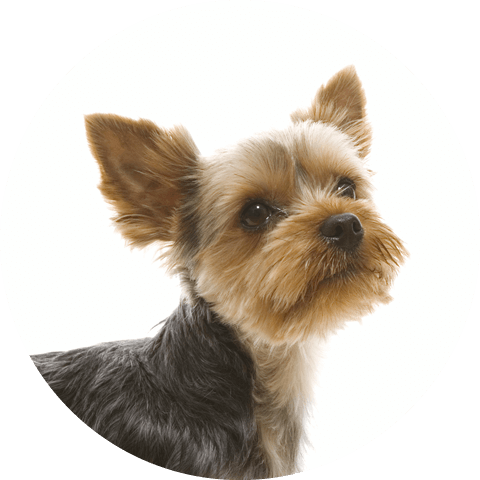 犬